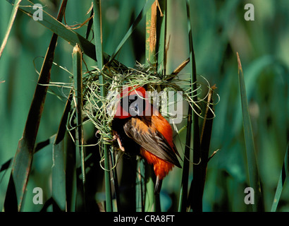 Southern Red Bishop (Euplectes orix), at nest, KwaZulu-Natal, South Africa, Africa Stock Photo