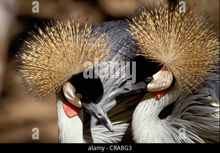 Grey Crowned Crane (Balearica regulorum), courtship display, KwaZulu-Natal, South Africa, Africa Stock Photo