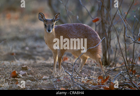 Sharpe's or Northern Grysbok (Raphicerus sharpei), Kruger National Park, South Africa, Africa Stock Photo