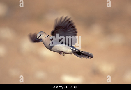 Cape Turtle Dove or Ring-necked Dove (Streptopelia capicola), in flight, Kgalagadi Transfrontier Park, Kalahari, South Africa Stock Photo