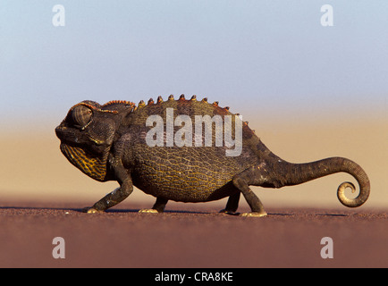 Namaqua Chameleon (Chamaeleo namaquensis), ground dwelling species, Namib desert, Namibia, Africa Stock Photo