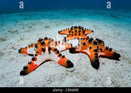 Chocolate Chip Starfish (Protoreaster nodosus) gathered on a sandy ground, Sabang Beach, Puerto Galera, , Philippines Stock Photo