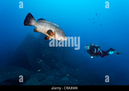 Scuba diver watching Dusky Grouper (Epinephelus marginatus) in the blue water, Madeira, Portugal, Europe, Atlantic Stock Photo