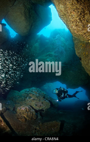 Scuba diver swimming through cave, watching school of Sand Smelts (Atherina presbyter), Madeira, Portugal, Europe, Atlantic Stock Photo