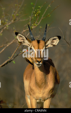 Impala (Aepyceros melampus), with Red-billed Oxpeckers (Buphagus erythrorhynchus), Kruger National Park, South Africa, Africa Stock Photo