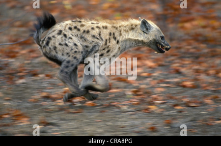 Spotted Hyena (Crocuta crocuta), young playing, Kruger National Park, South Africa, Africa Stock Photo