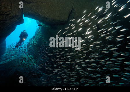 Scuba diver swimming through cave, watching school of Sand Smelts (Atherina presbyter), Madeira, Portugal, Europe, Atlantic Stock Photo