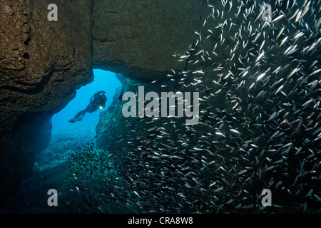 Scuba diver swimming through cave, watching school of Sand Smelts (Atherina presbyter), Madeira, Portugal, Europe, Atlantic Stock Photo