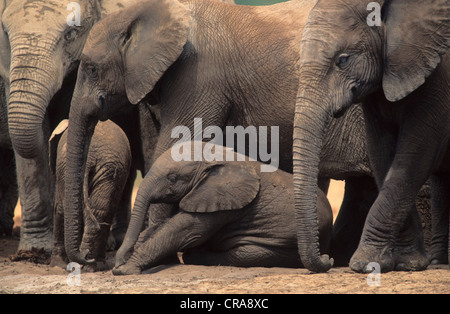 African Elephant (Loxodonta africana), herd, Addo Elephant National Park, South Africa, Africa Stock Photo
