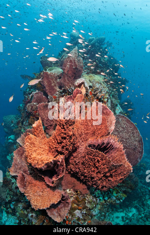 Caribbean barrel sponge (Xestospongia muta) with Deep-water sea fan (Iciligorgia schrammi) at a coral reef, St. Lucia Stock Photo