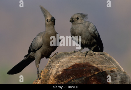 Grey Go-away-bird (Corythaixoides concolor), Kruger National Park, Mpumalanga, South Africa, Africa Stock Photo