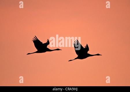 Eurasian cranes (Grus grus) in flight, in the evening light, lake Guenzer See, Altenpleen, Western Pomerania Lagoon Area Stock Photo