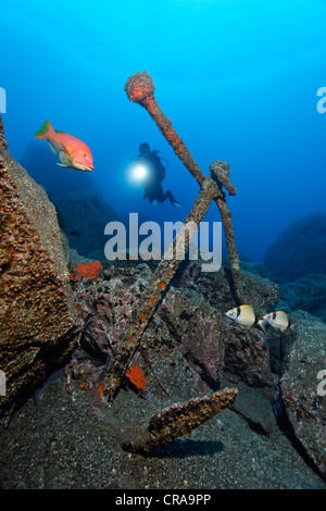 Diver looking at an old anchor, Barred hogfish (Bodianus scrofa), Two-Banded Bream (Diplodus vulgaris), Madeira, Portugal Stock Photo