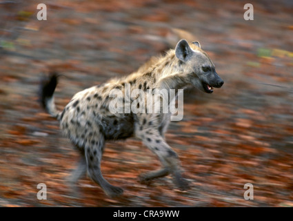Spotted Hyena (Crocuta crocuta), running, Kruger National Park, South Africa