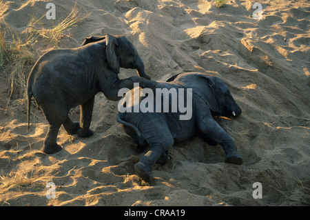 African Elephant (Loxodonta africana), youngsters playing, Kruger National Park, South Africa, Africa Stock Photo