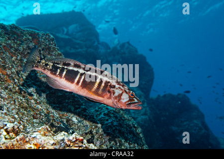 Blacktail Comber, (Serranus atricausa), rocky reef, Madeira, Portugal, Europe, Atlantic Ocean Stock Photo