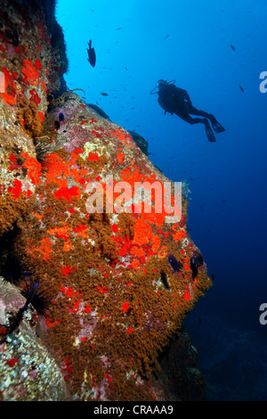 Rock wall, Yellow Cluster Anemone (Parazoanthus axinellae), Common Sponge (Crambe crambe), scuba diver, Madeira, Portugal Stock Photo