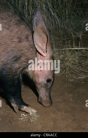 Aardvark (Orycteropus afer), Tussen-die-Riviere, Free State province, South Africa, Africa Stock Photo