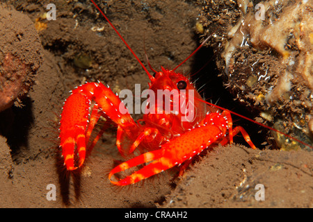 Flaming Reef Lobster (Enoplometopus antillensis), Madeira, Portugal, Europe, Atlantic, Ocean Stock Photo