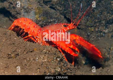 Flaming Reef Lobster (Enoplometopus antillensis), Madeira, Portugal, Europe, Atlantic, Ocean Stock Photo