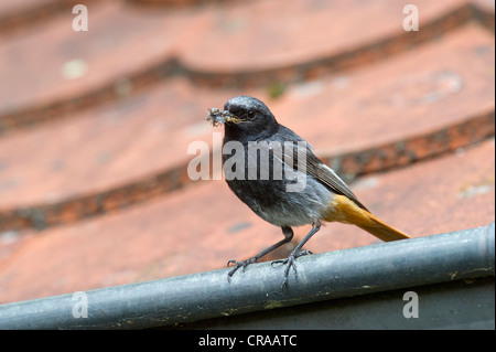 Black Redstart (Phoenicurus ochruros), male with food on the roof, Guxhagen, North Hesse, Hesse, Germany, Europe Stock Photo