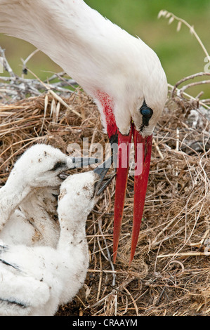 White Stork (Ciconia ciconia) feeding chicks, Quintana de la Serena, Badajoz, Extremadura, Spain, Europe Stock Photo