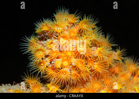 Yellow Cluster Anemone (Parazoanthus axinellae), Madeira, Portugal, Europe, Atlantic, Ocean Stock Photo