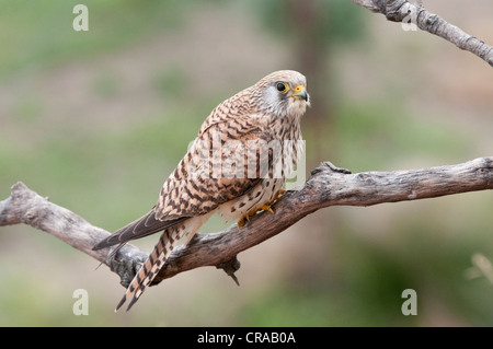 Lesser kestrel (Falco naumanni), female, Quintana de la Serena, Badajoz, Extremadura, Spain, Europe Stock Photo