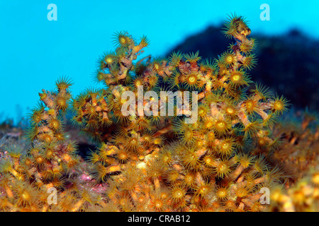 Yellow Cluster Anemone (Parazoanthus axinellae), Madeira, Portugal, Europe, Atlantic, Ocean Stock Photo