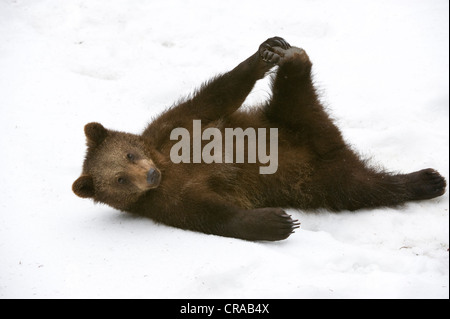 Brown Bear (Ursus arctos) playing in the snow, Bavarian Forest National Park, enclosed area, Neuschoenau, Bavaria Stock Photo