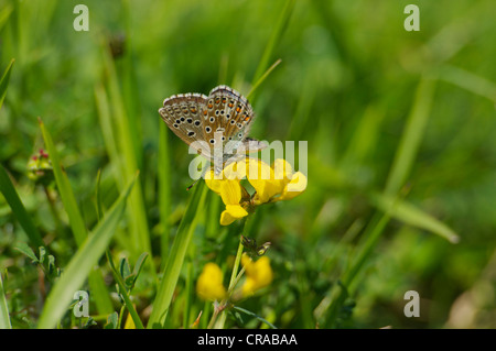 British Adonis Blue female butterfly feeding on Horseshoe Vetch in typical chalkland grassland environment Stock Photo