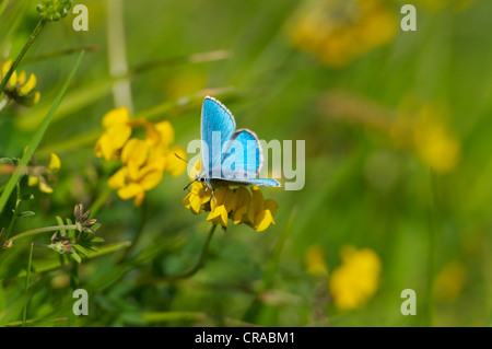 British Adonis Blue male butterfly feeding on Horseshoe Vetch in typical chalkland grassland environment Stock Photo