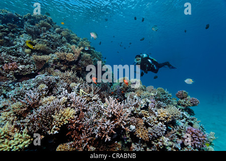 Diver watching different fishes on a stone coral reef, Makadi Bay, Hurghada, Egypt, Red Sea, Africa Stock Photo