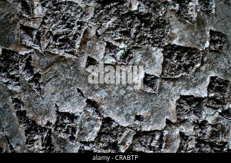 Tree bark winter - close detail - possibly White Poplar / Populus alba or Grey Poplar / Populus canescens. Bark texture background, tree bark close up Stock Photo