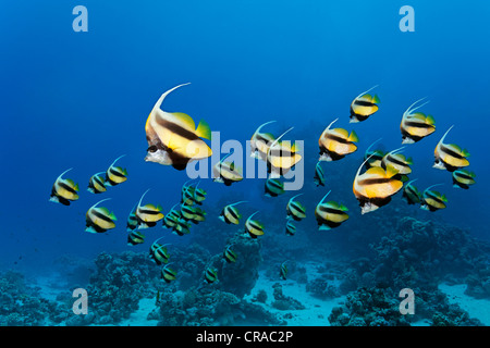 School of Red Sea bannerfish (Heniochus intermedius) swimming in blue water and a coral reef, Sharp Malahi, Egypt, Red Sea Stock Photo