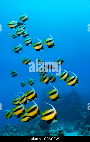 School of Red Sea bannerfish (Heniochus intermedius) swimming in blue water, Sharp Malahi, Egypt, Red Sea, Africa Stock Photo