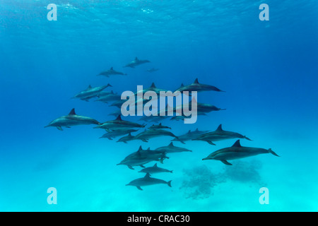 Shoal of spinner dolphins (Stenella longirostris), swimming in a lagoon, Sharp Samaday, Egypt, Red Sea, Africa Stock Photo