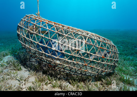 Round wire fish trap with Blue Triggerfish (Pseudobalistes fuscus), Yellow Boxfish (Ostrcion cubicus), White-Spotted Puffer Stock Photo