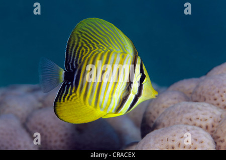 Red Sea sailfin tang or Dejardin's sailfin tang (Zebrasoma desjardinii), juvenile, above coral reef, Makadi Bay, Hurghada, Egypt Stock Photo