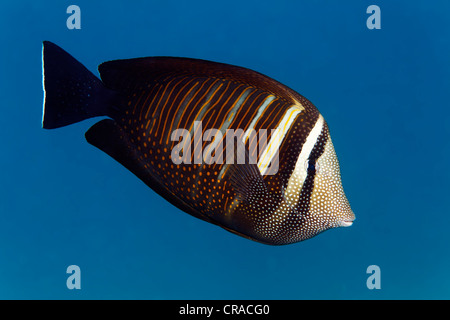 Red Sea sailfin tang or Dejardin's sailfin tang (Zebrasoma desjardinii), Makadi Bay, Hurghada, Egypt, Red Sea, Africa Stock Photo