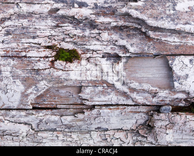 Green in the gray, moss on an old wooden sleeper, Lech, Augsburg, Swabia, Bavaria, Germany, Europe Stock Photo