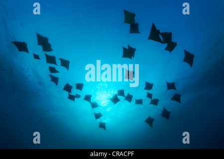 Many golden cownose rays, hawkrays, or pacific cownose rays (Rhinoptera steindachneri) in the blue against the sun, school Stock Photo