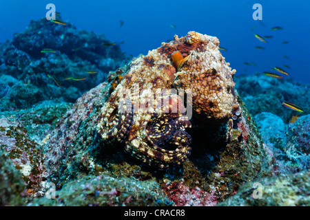 Common octopus (Octopus vulgaris) camouflaged on rocks, Teodoro Wolf Island or Wenman Island, Galapagos Islands, Pacific Stock Photo