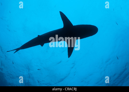 Galapagos Shark (Carcharhinus galapagensis), silhouette from below, Teodoro Wolf Island or Wenman Island, Galapagos Islands Stock Photo