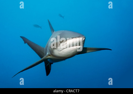 Galapagos Shark (Carcharhinus galapagensis), Teodoro Wolf Island or Wenman Island, Galapagos Islands, Pacific Stock Photo