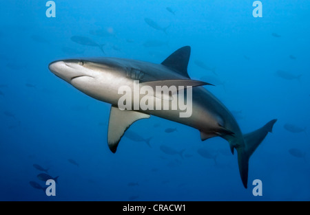 Galapagos Shark (Carcharhinus galapagensis), Teodoro Wolf Island or Wenman Island, Galápagos Islands, Pacific Stock Photo