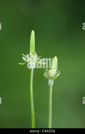 MOUSETAIL Myosurus minimus (Ranunculaceae) Stock Photo