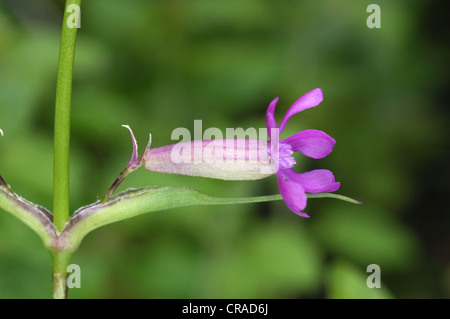 Sticky Catchfly Lychnis viscaria Stock Photo