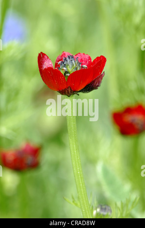 PHEASANT’S-EYE Adonis annua (Ranunculaceae) Stock Photo