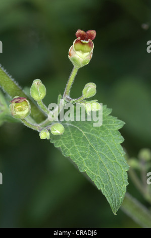 GREEN FIGWORT Scrophularia umbrosa (Scrophulariaceae) Stock Photo